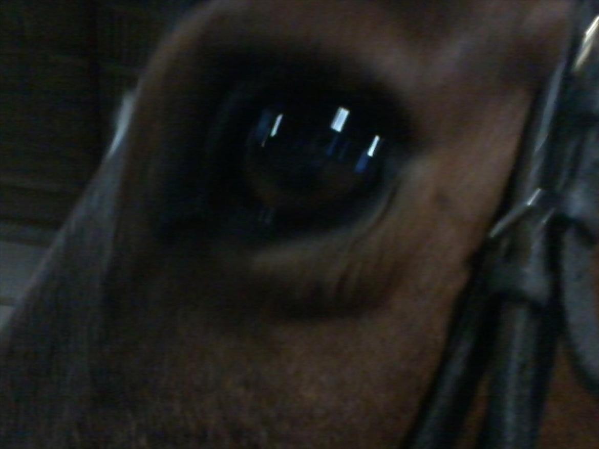 Anden særlig race Yasmin *Spring stjernen* - Det her er Yasmin's øje :) billede 4