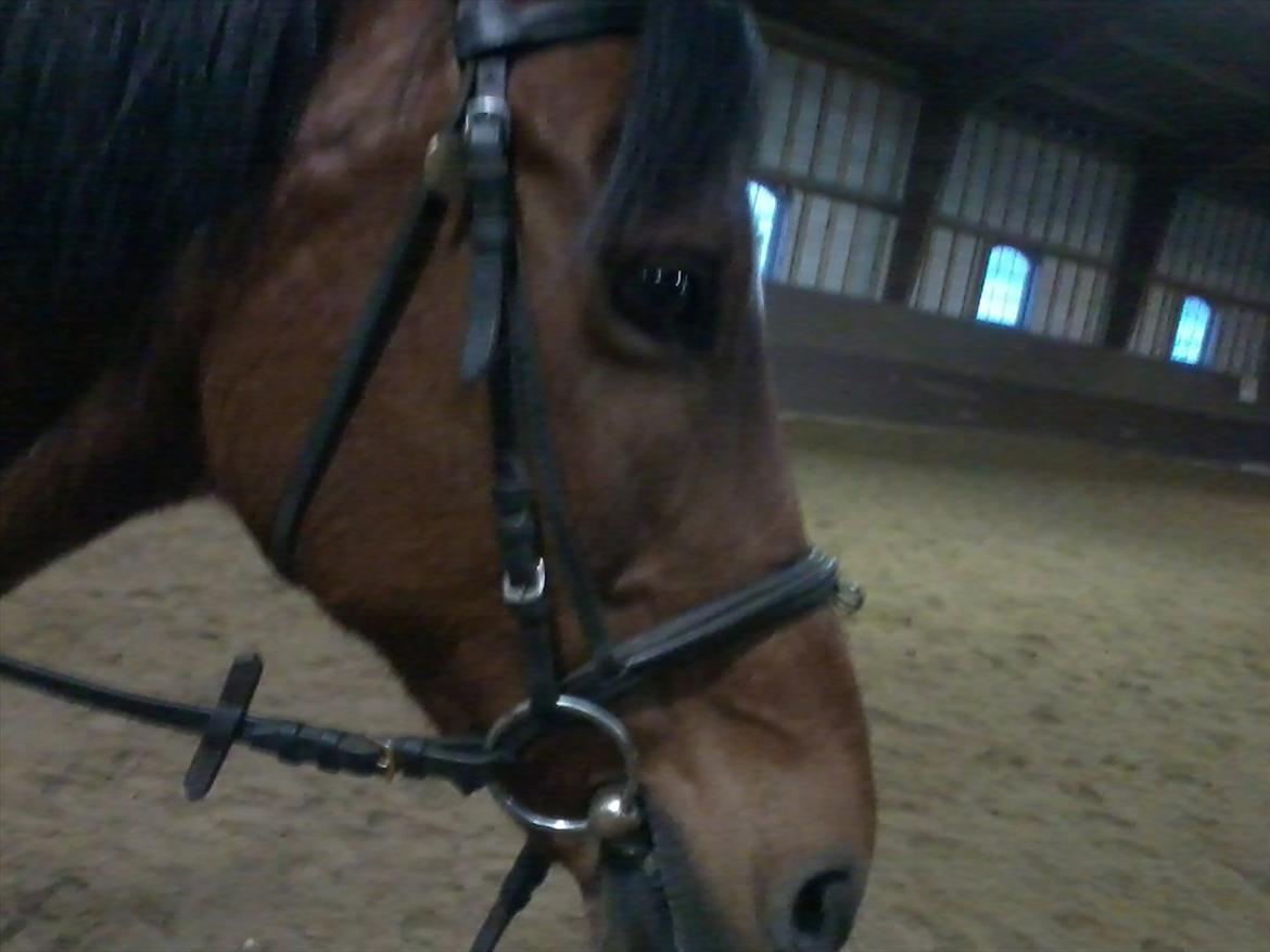 Anden særlig race Yasmin *Spring stjernen* - Yasmin igen :D billede 3