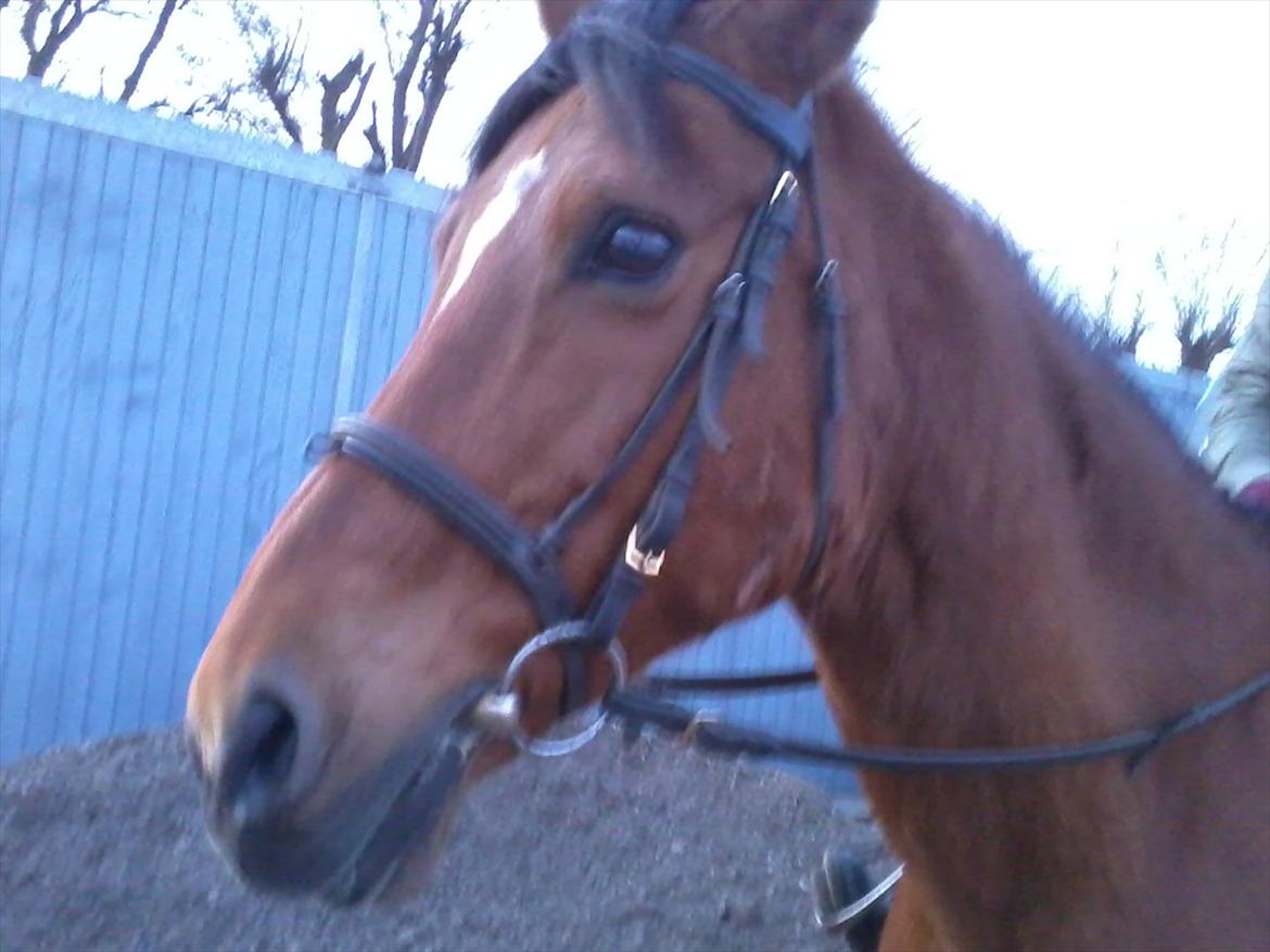 Anden særlig race Yasmin *Spring stjernen* - Her ser i så skønne Yasmin :) billede 10