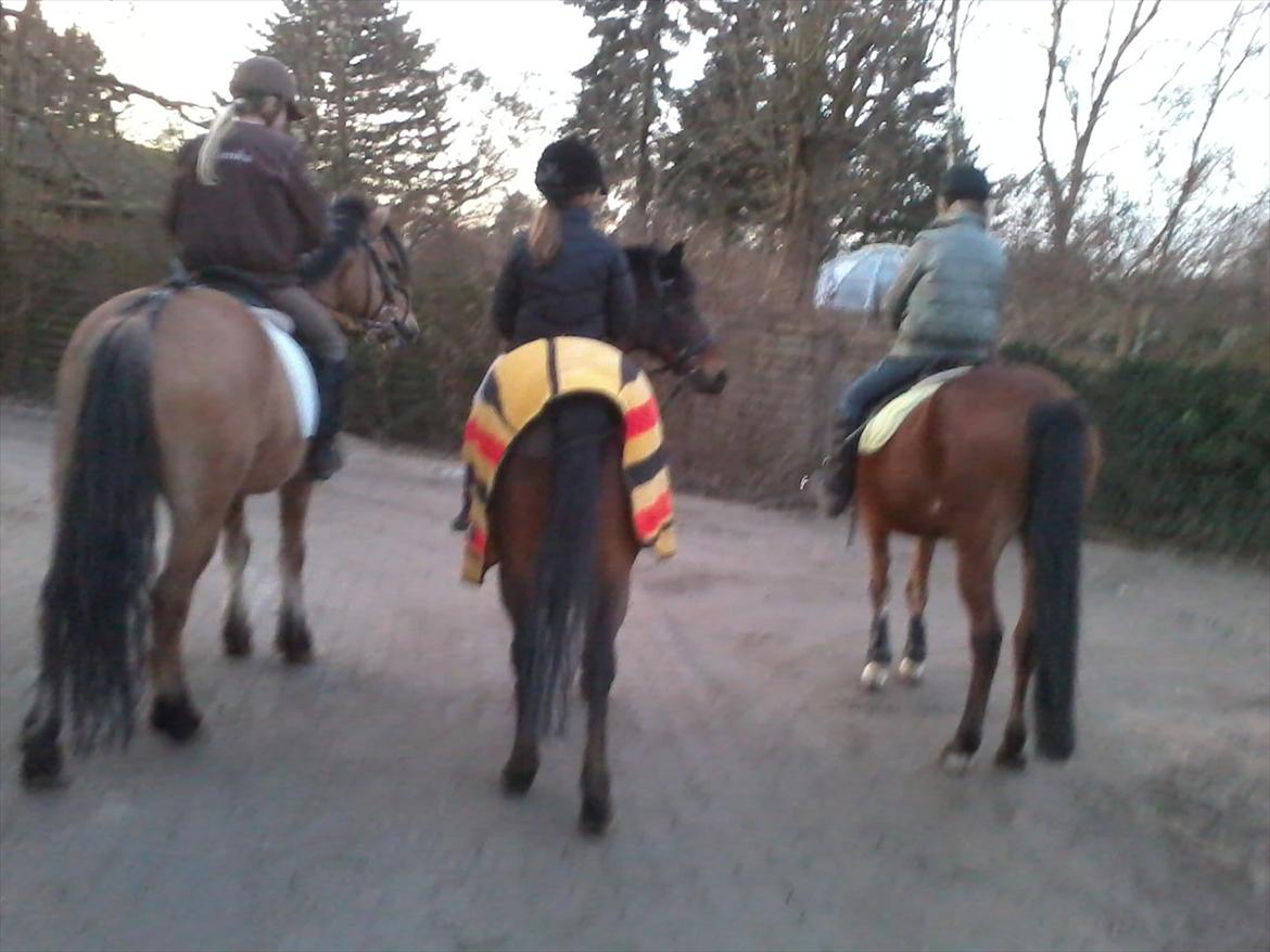Anden særlig race Yasmin *Spring stjernen* - Farveller :) billede 18