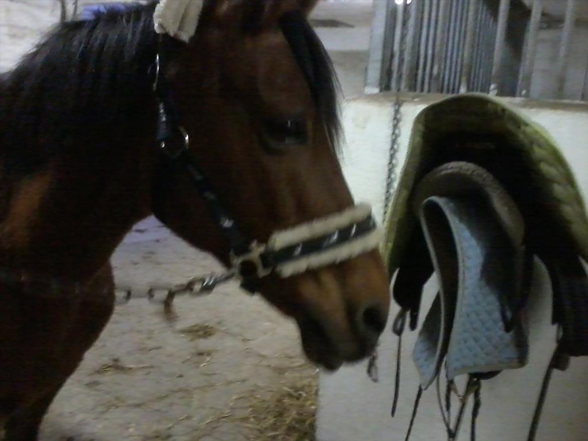 Anden særlig race Yasmin *Spring stjernen* - Dejlige Yasmin :) billede 13