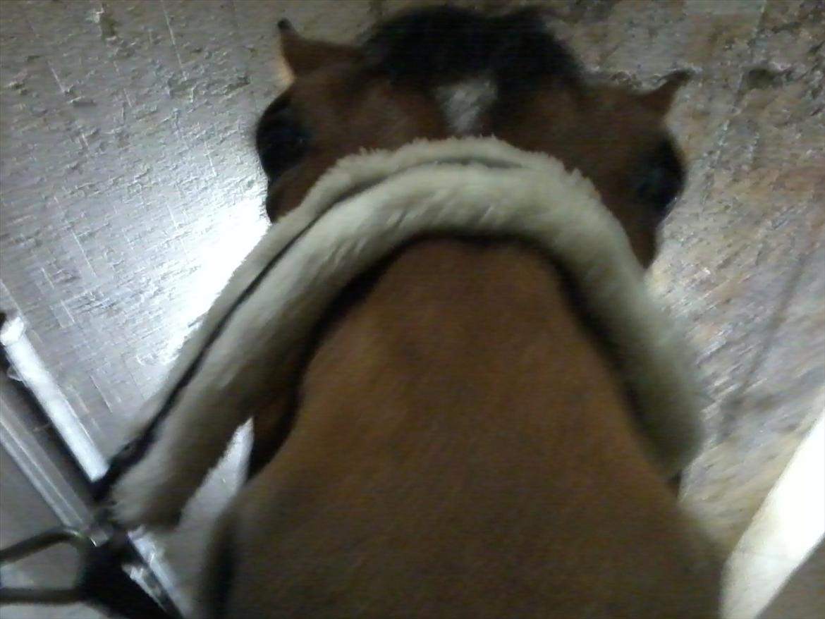 Anden særlig race Yasmin *Spring stjernen* - Yasmin's smukke mule :) billede 12