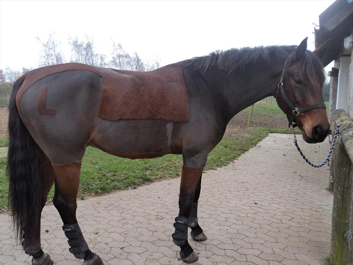 Dansk Varmblod Lord Lennox billede 19