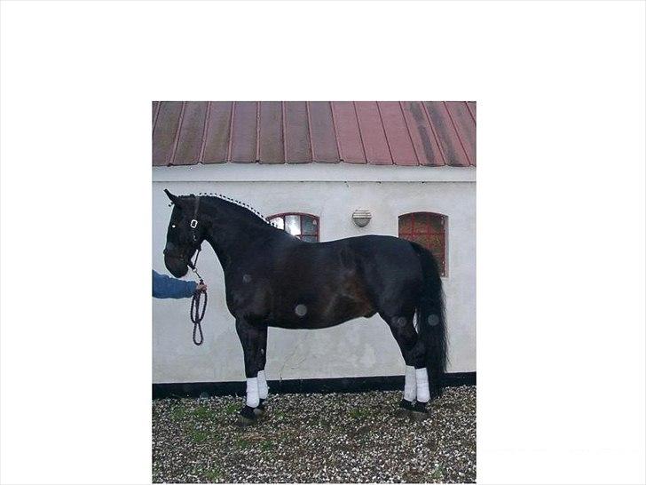 Oldenborg Titus billede 7