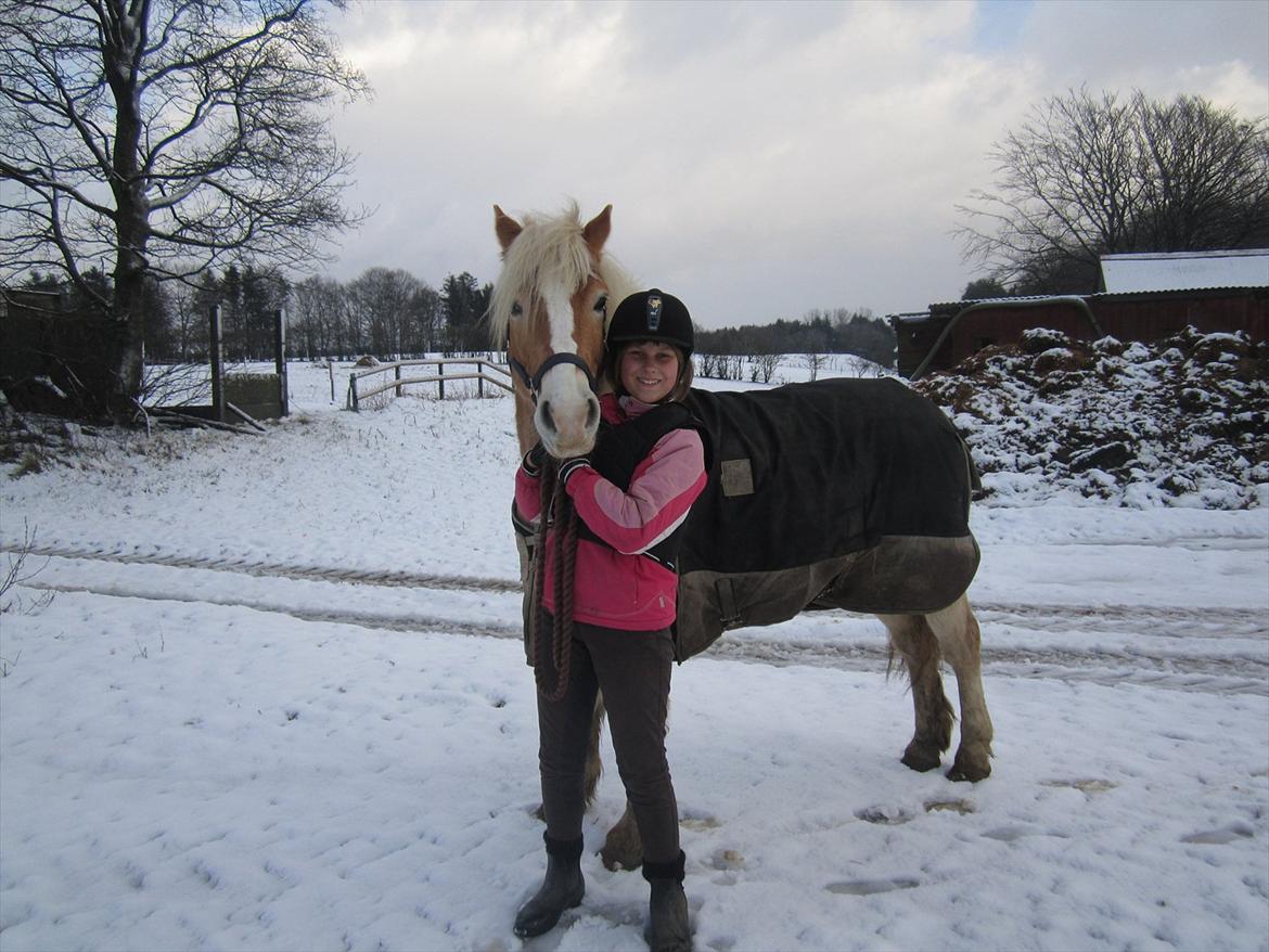 Haflinger Nemo Soldal - Vinter :) billede 6