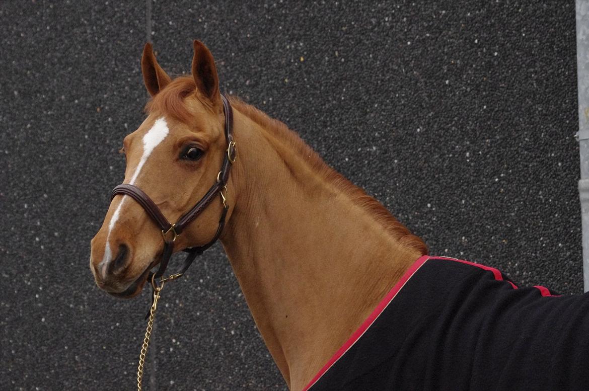 Anden særlig race Mañaña *STJERNE* - <3 billede 4