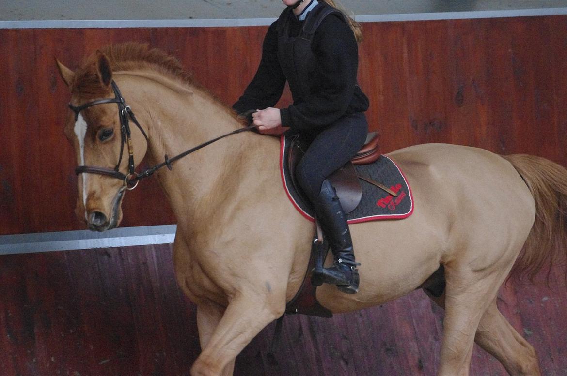 Anden særlig race Mañaña *STJERNE* - Galop 2012 ;) ! billede 5