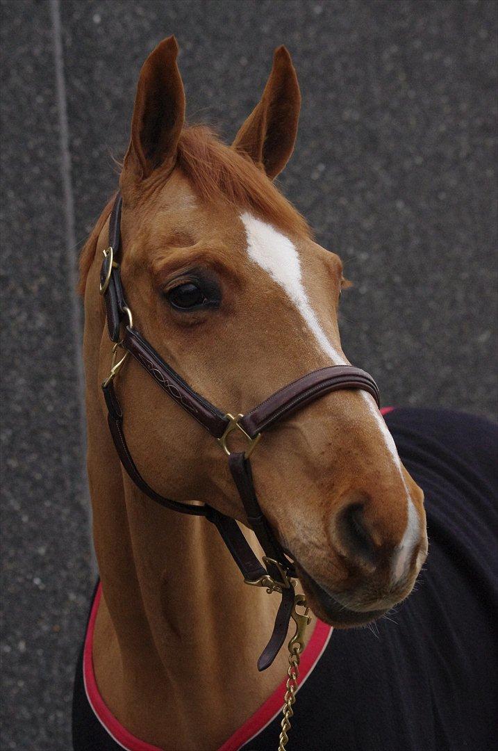 Anden særlig race Mañaña *STJERNE* billede 6