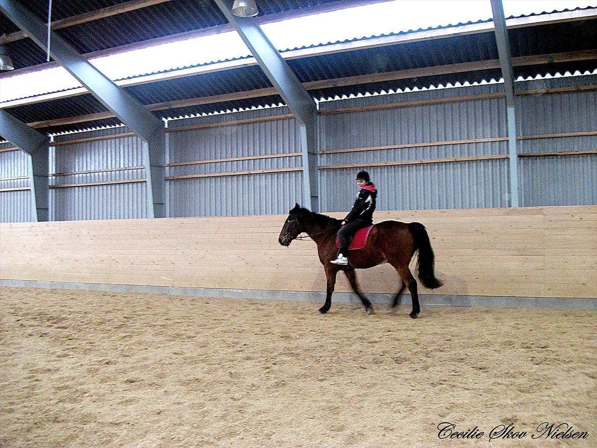 Anden særlig race Epoke  billede 15