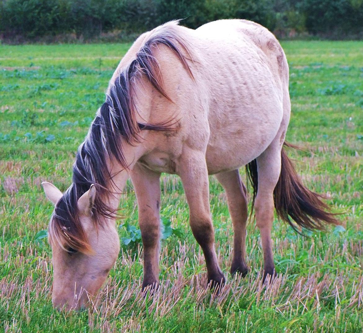 Anden særlig race Theo billede 7