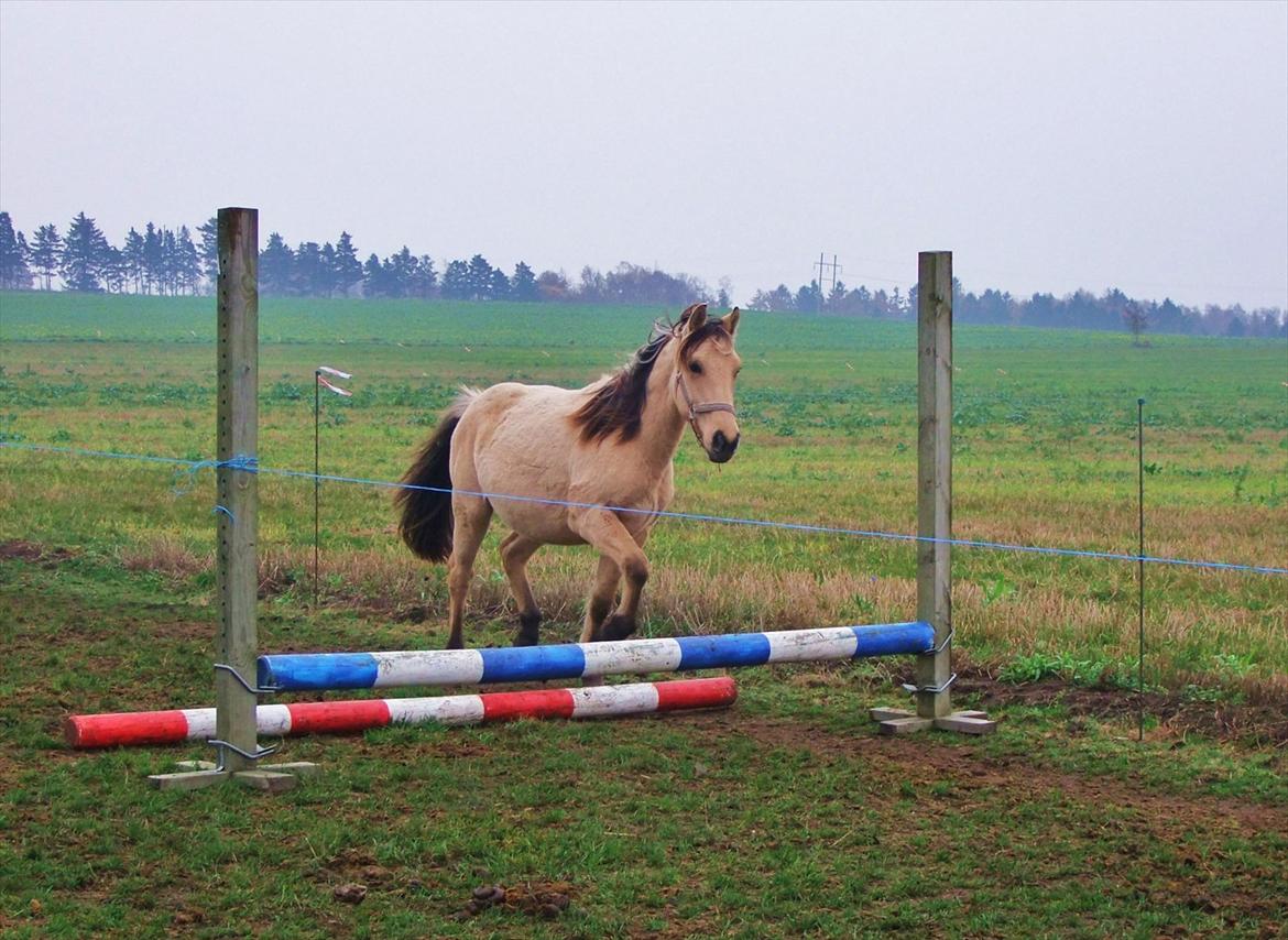 Anden særlig race Theo billede 8