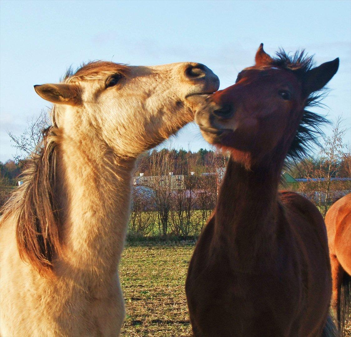 Anden særlig race Theo billede 9