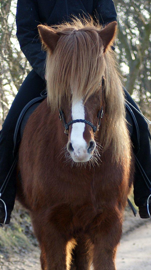 Islænder Júpiter Fra Agri billede 18