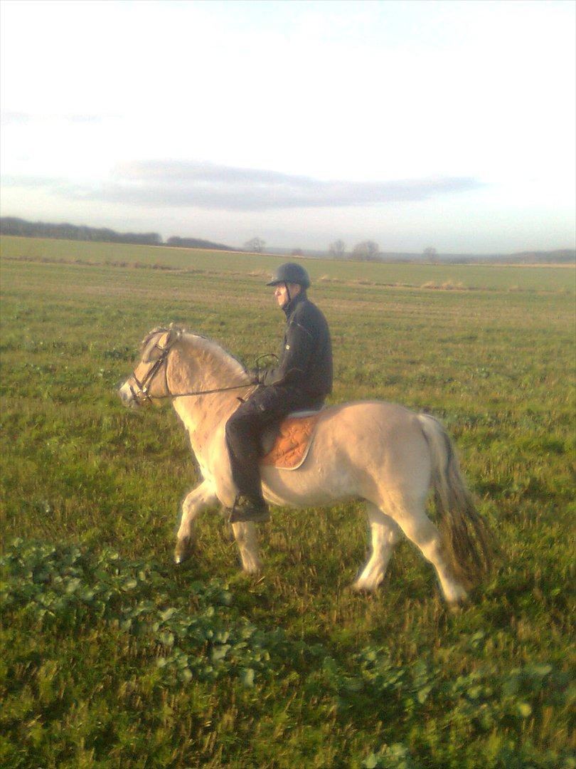 Fjordhest Lukas billede 17