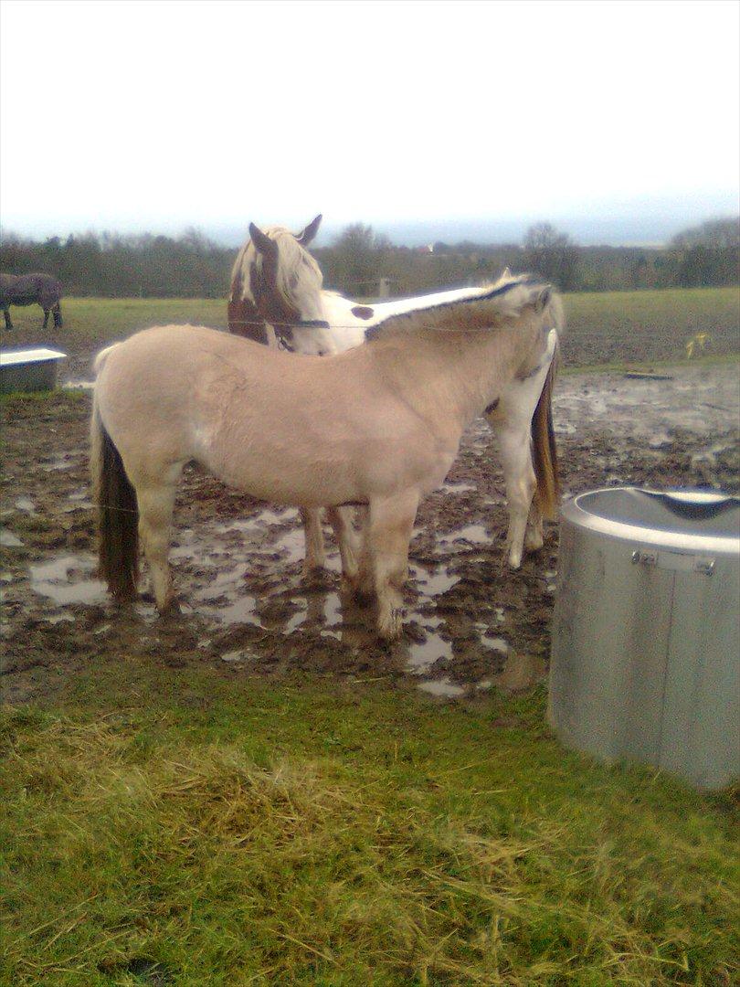 Fjordhest Lukas billede 18