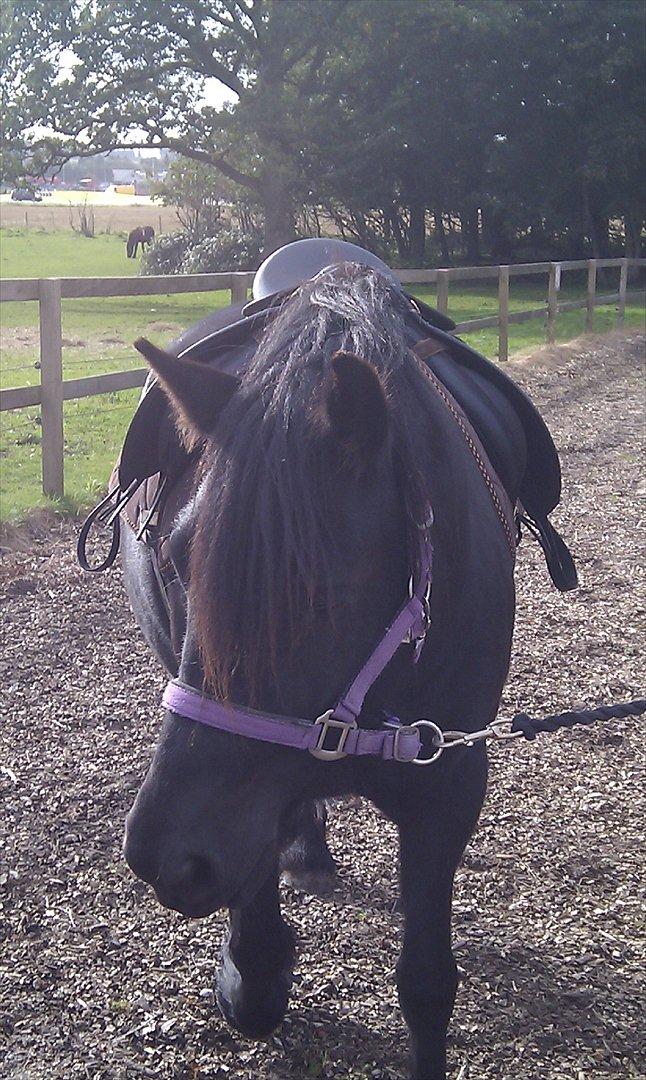 Fell pony Danogården Hidden Diamond billede 15