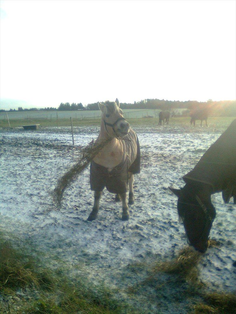 Fjordhest Lukas billede 19