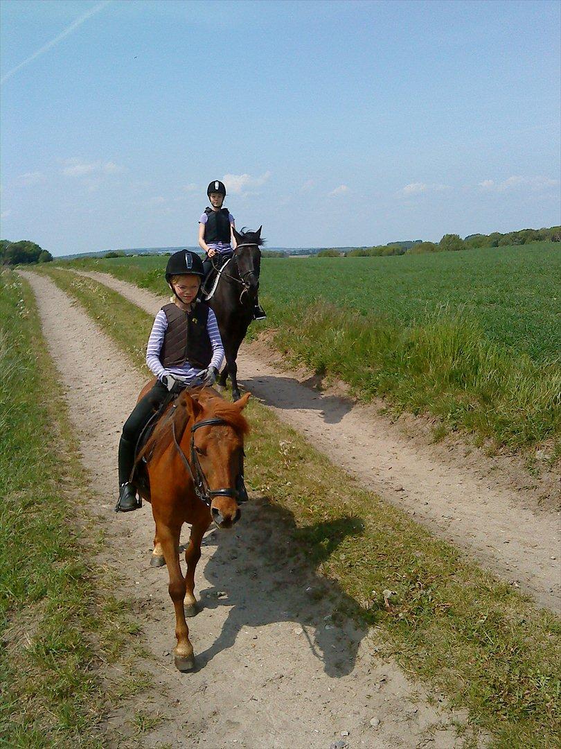 Anden særlig race Feline billede 5