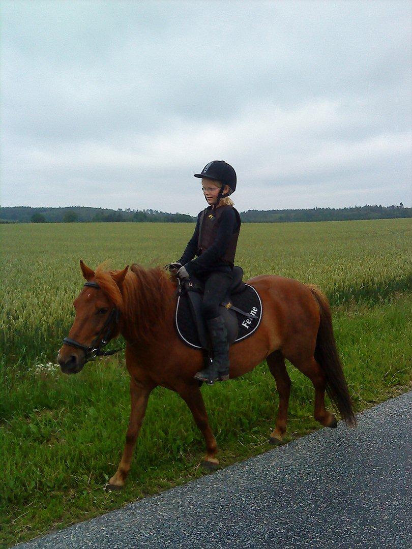 Anden særlig race Feline billede 6