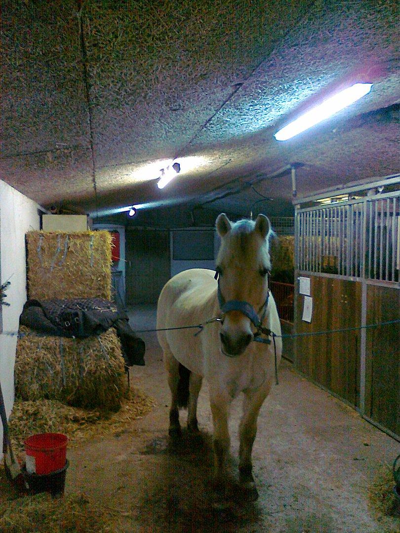 Fjordhest Regent Godthaab billede 1