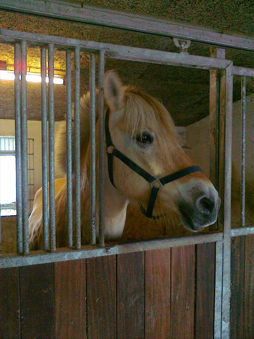 Fjordhest Regent Godthaab billede 2