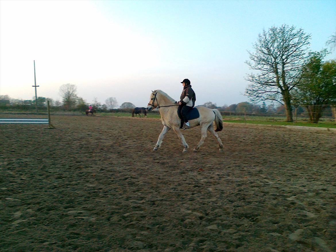 Fjordhest Regent Godthaab billede 3