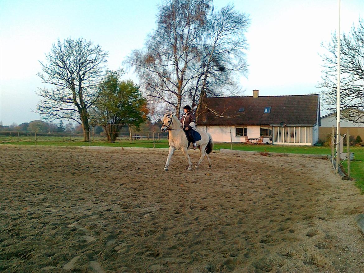 Fjordhest Regent Godthaab billede 4