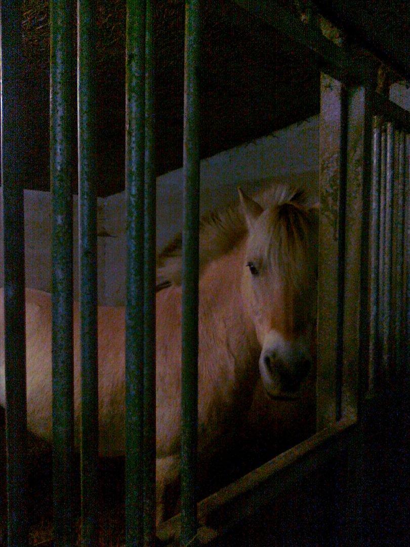 Fjordhest Regent Godthaab billede 5