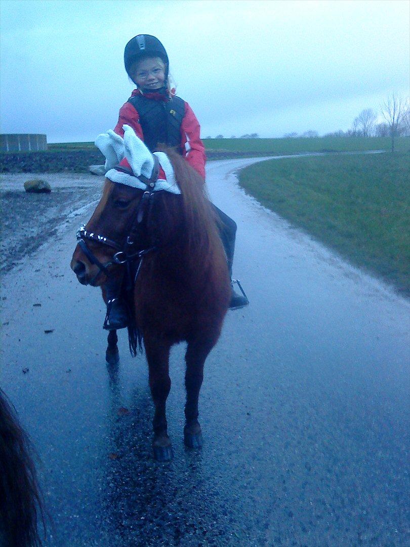 Anden særlig race Feline - Så er det jul billede 3