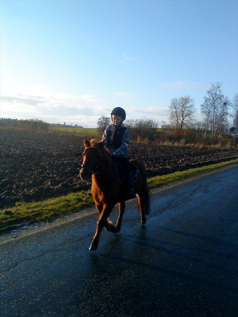 Anden særlig race Feline - Asted.... billede 1