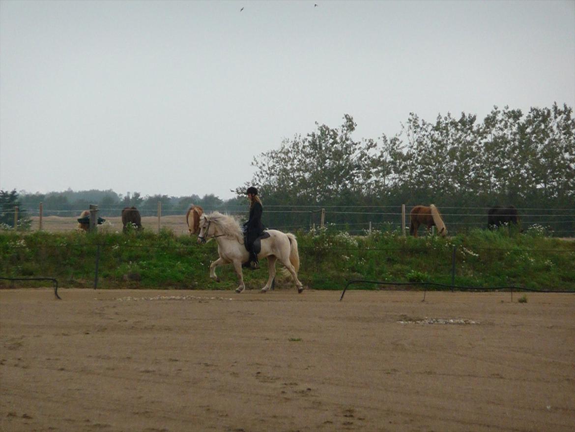 Islænder Sif fra sdr. Marken - Sif til sesommerstævne 2011 <3 billede 2