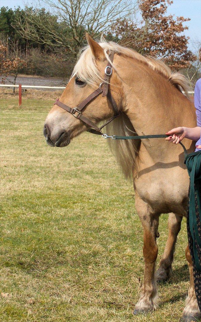 Haflinger Herta - 20) Herta på græsspringbanen 2009 billede 19