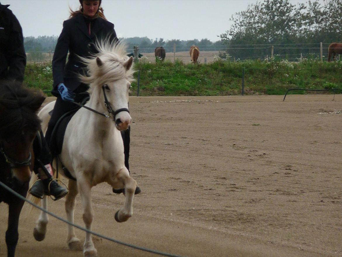 Islænder Sif fra sdr. Marken billede 3