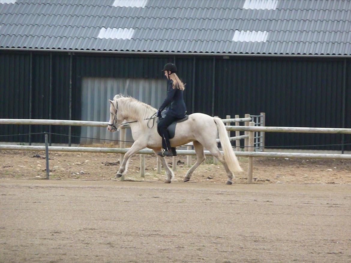 Islænder Sif fra sdr. Marken billede 4