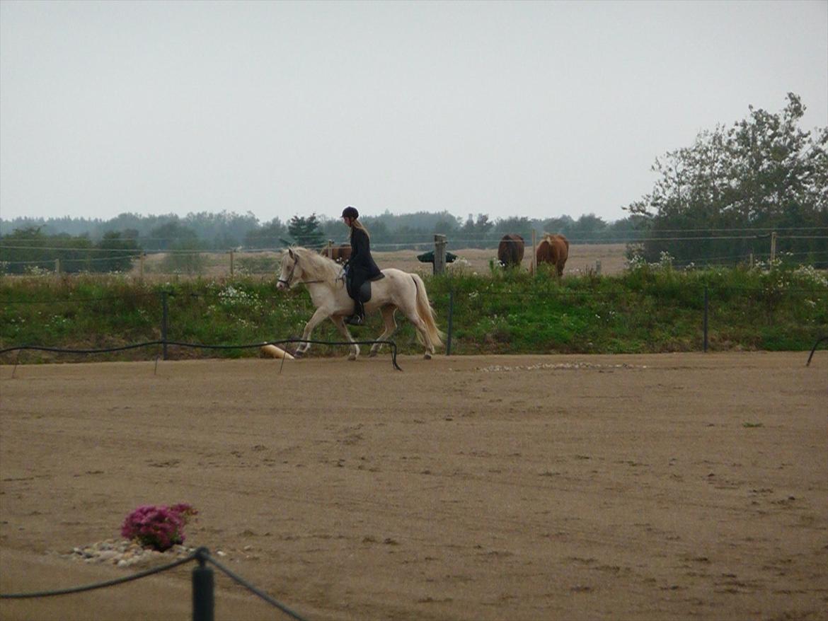 Islænder Sif fra sdr. Marken billede 5