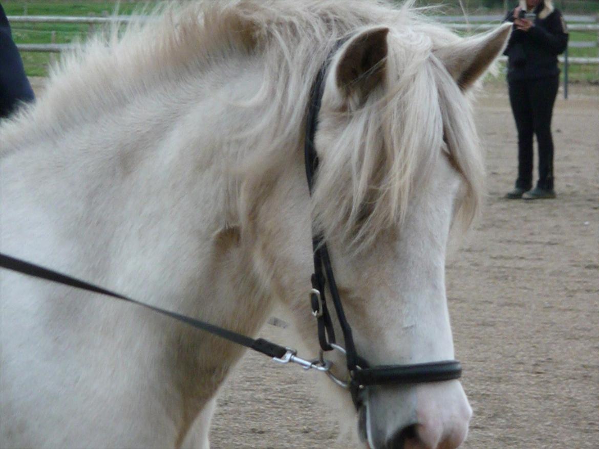 Islænder Sif fra sdr. Marken billede 6