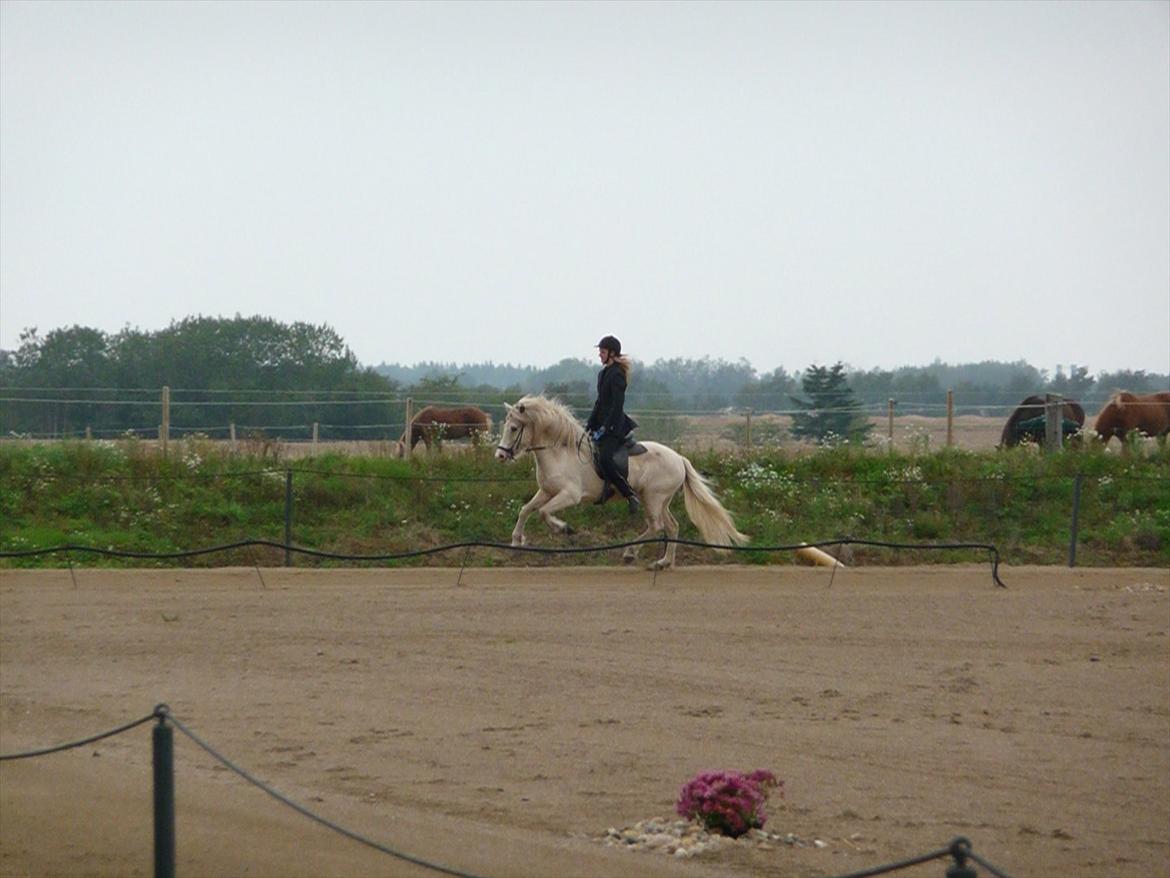Islænder Sif fra sdr. Marken billede 7