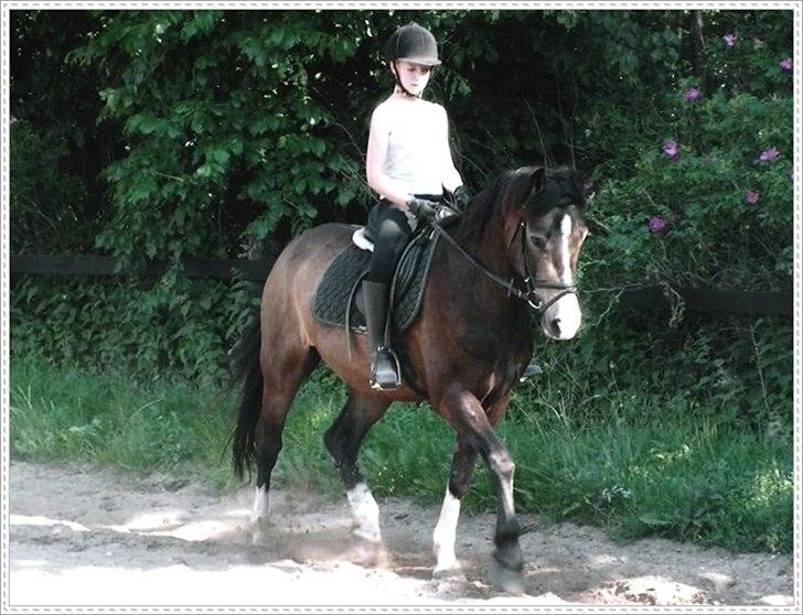 Anden særlig race Solly - Solly som ung 10-årig. <3 Billedet har jeg været så heldig at få af Malle fra hesteportraet. :-) billede 12