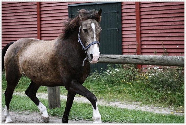 Anden særlig race Solly billede 13