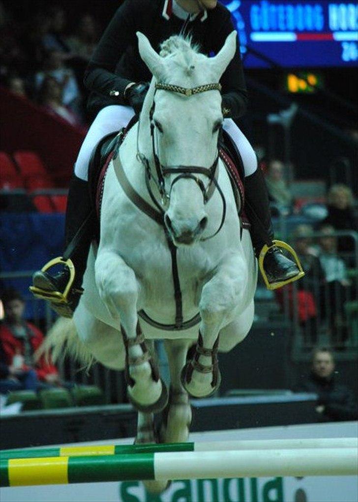 Holstener Carlos Cantus - Göteborg Horseshow 2011 billede 11