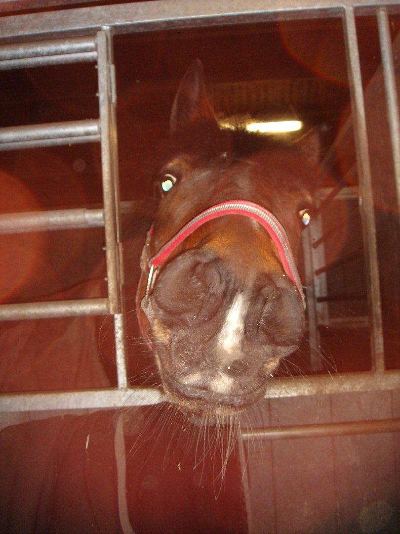 New Forest Langmarksgaards Nancerré - Heey Nance!:D<3

Foto: Miggg:D billede 8
