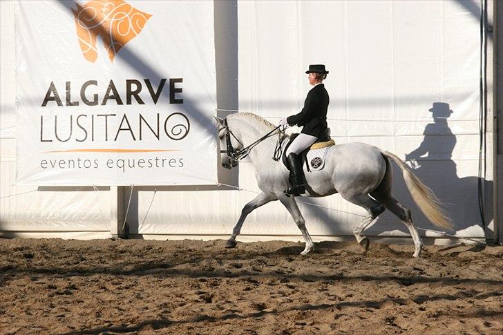 Lusitano Atila - 2010 WE dressur konkurrence i Portugal, redet af Noel. billede 6