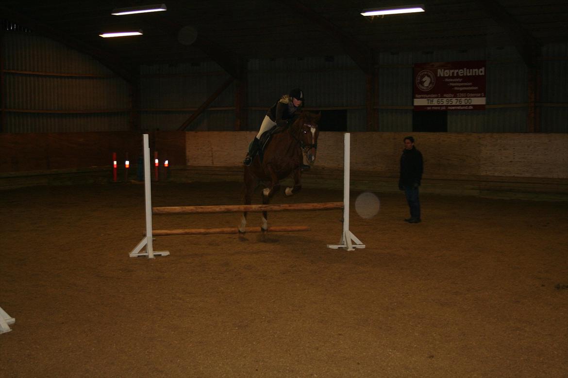 Dansk Varmblod Lucy - En af de første springtimer på vilddyret! billede 3
