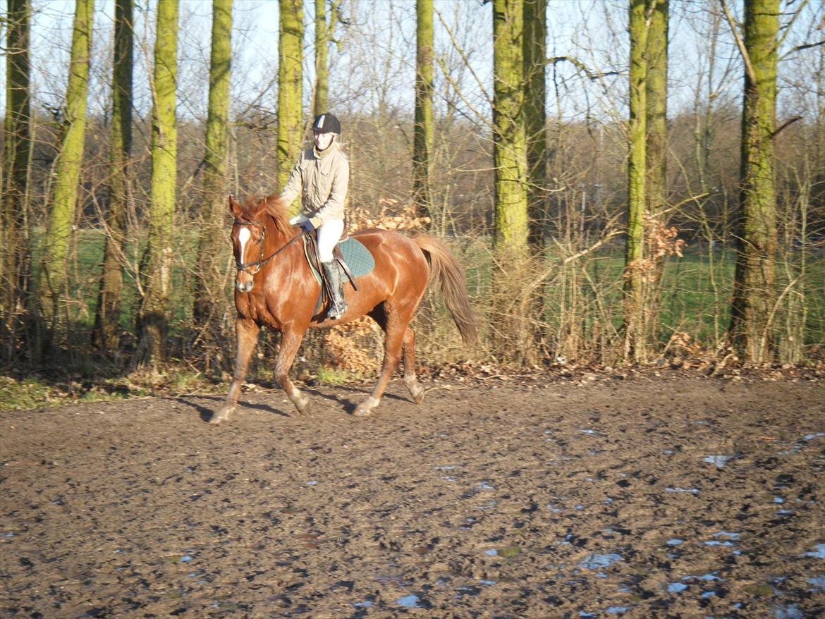 Dansk Varmblod Lucy - Den 24. December, en af de første gange jeg rider hende alene! billede 6