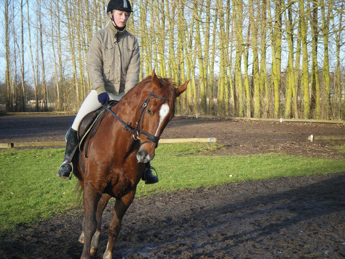 Dansk Varmblod Lucy - 24. December. En af de første gange jeg rider hende alene! billede 8