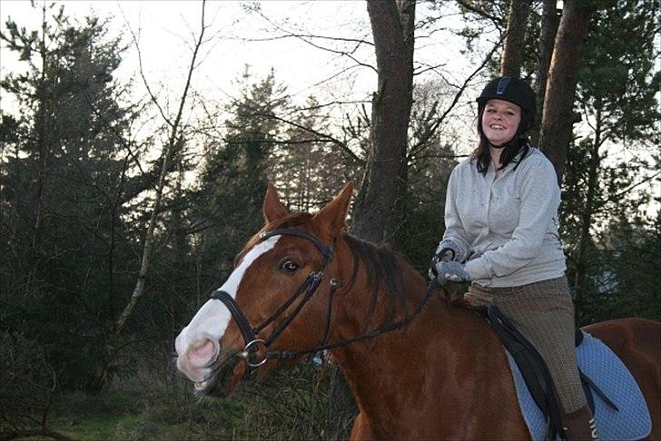 Hannoveraner Nimitz, (Bisnap.) - Du så fantastisk.<3 billede 2