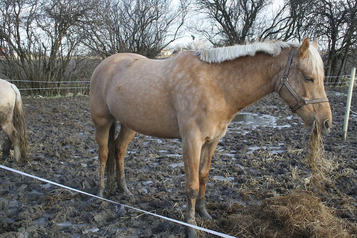 Palomino Tania Bambini - Tania i Febuar 5mdr til termin billede 15