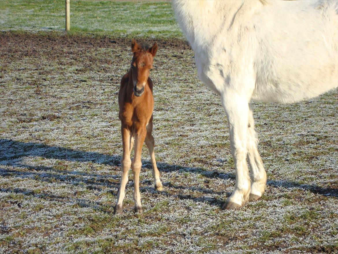 Anden særlig race Uniq Langesøe "Solgt" - Hvad laver du!? billede 16