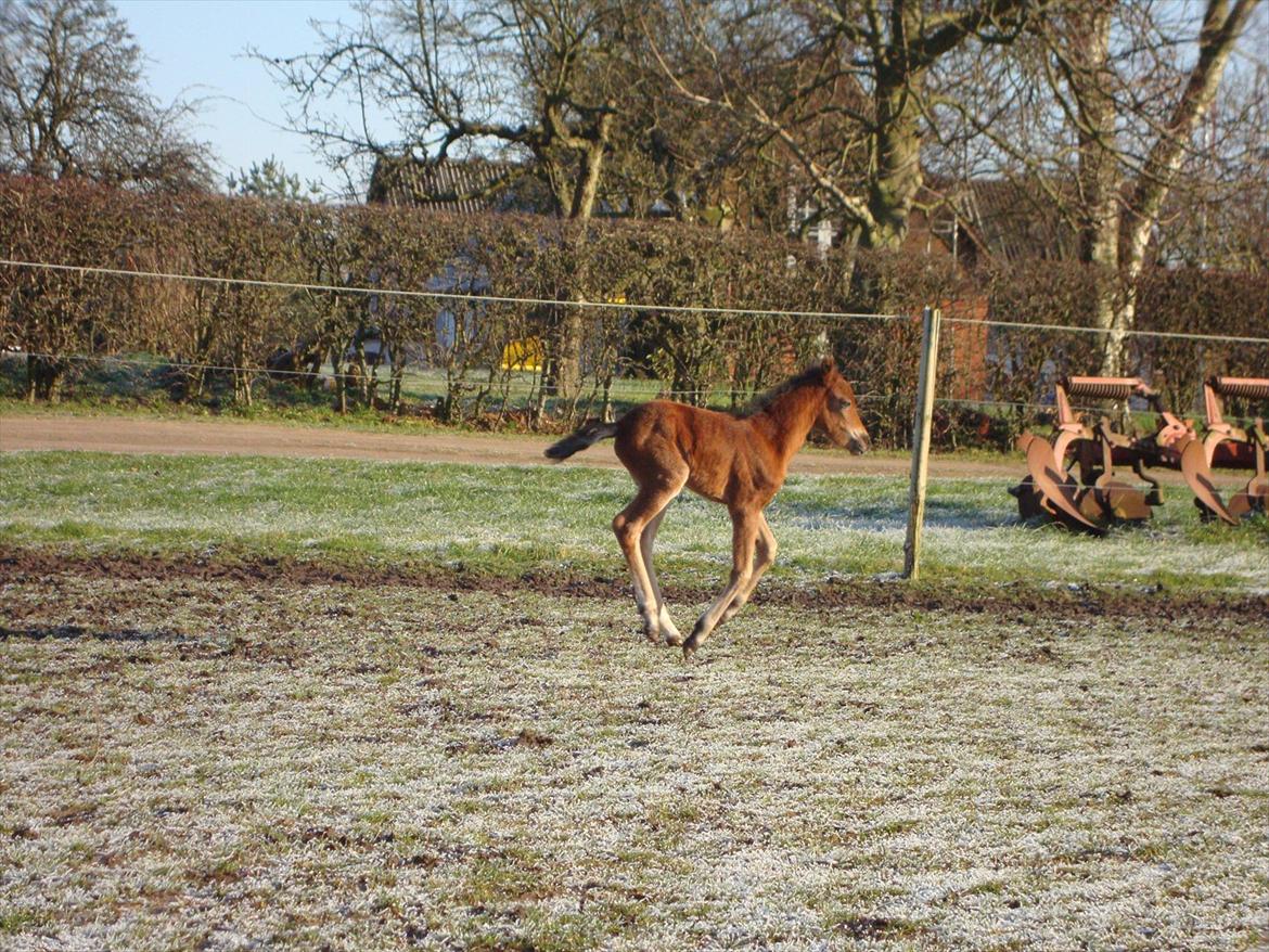 Anden særlig race Uniq Langesøe "Solgt" - Så løber jeg væk fra mor. :-) billede 17