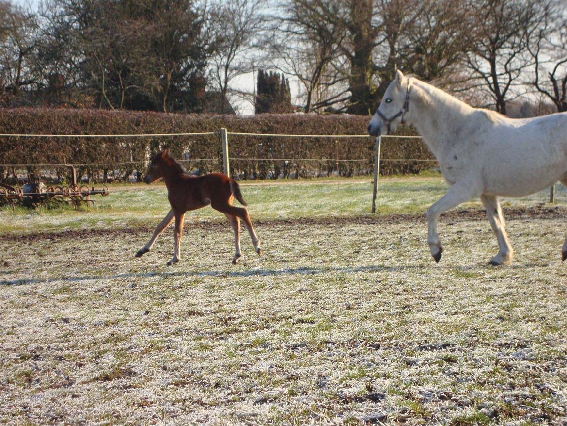 Anden særlig race Uniq Langesøe "Solgt" billede 18
